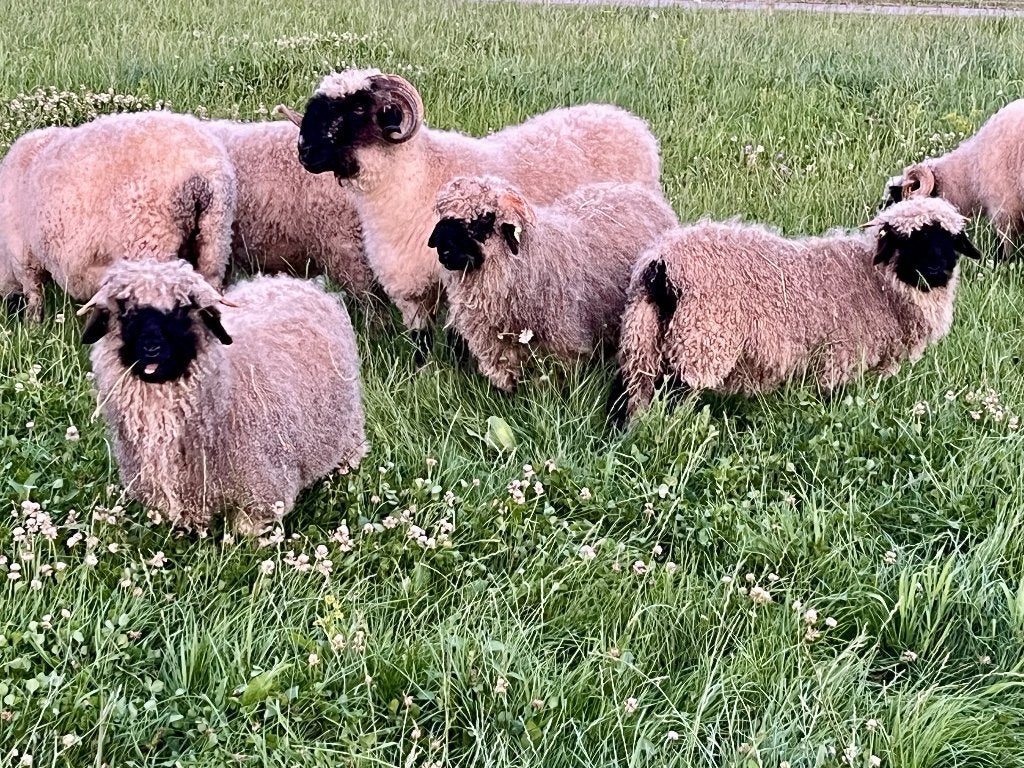 Walliser Schwarznase lam - veelbelovende ram Ben, Mannelijk, Schaap, 0 tot 2 jaar
