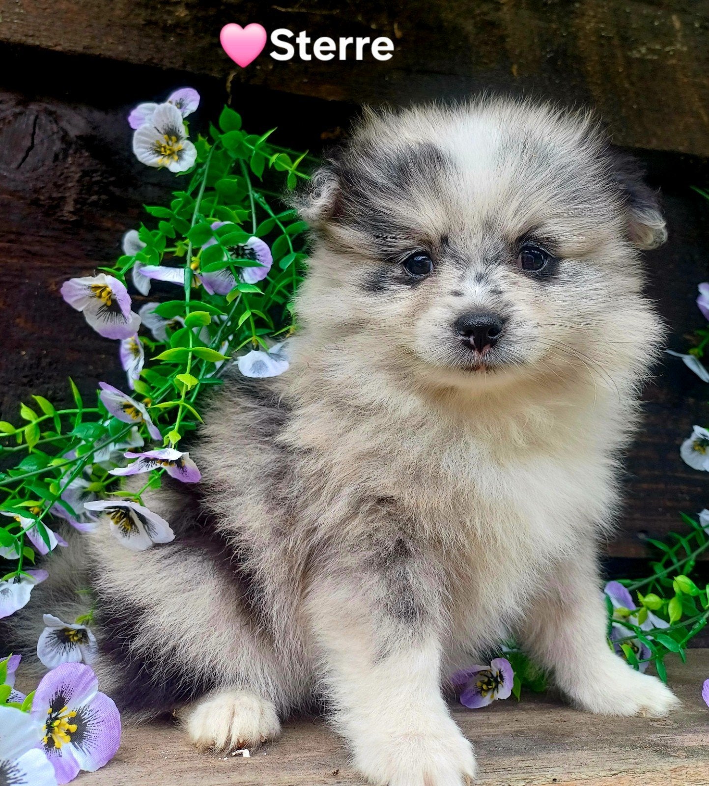 Superleuke dwergkeeshond-kruising pups, Dieren en Toebehoren, Parvo, 8 tot 15 weken, Meerdere, Meerdere dieren