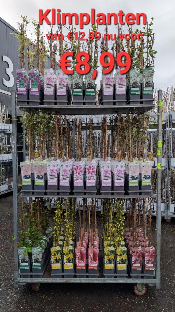 Diverse klimplanten, Vaste plant, Halfschaduw, Zomer, Ophalen