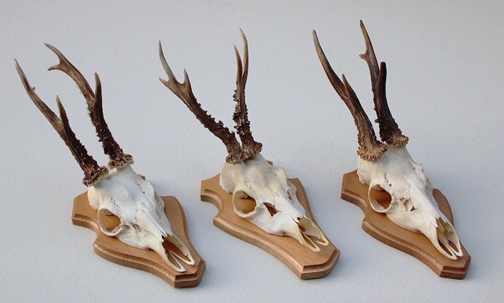 3 x  REE GEWEI op licht houten schild - set A, Ophalen of Verzenden, Gebruikt, Hert, Gewei of Kop