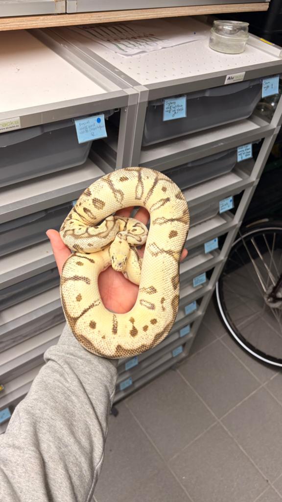 clown spotnose pastel orange dream jungle woma ball python Ball Python - female for sale from KAS