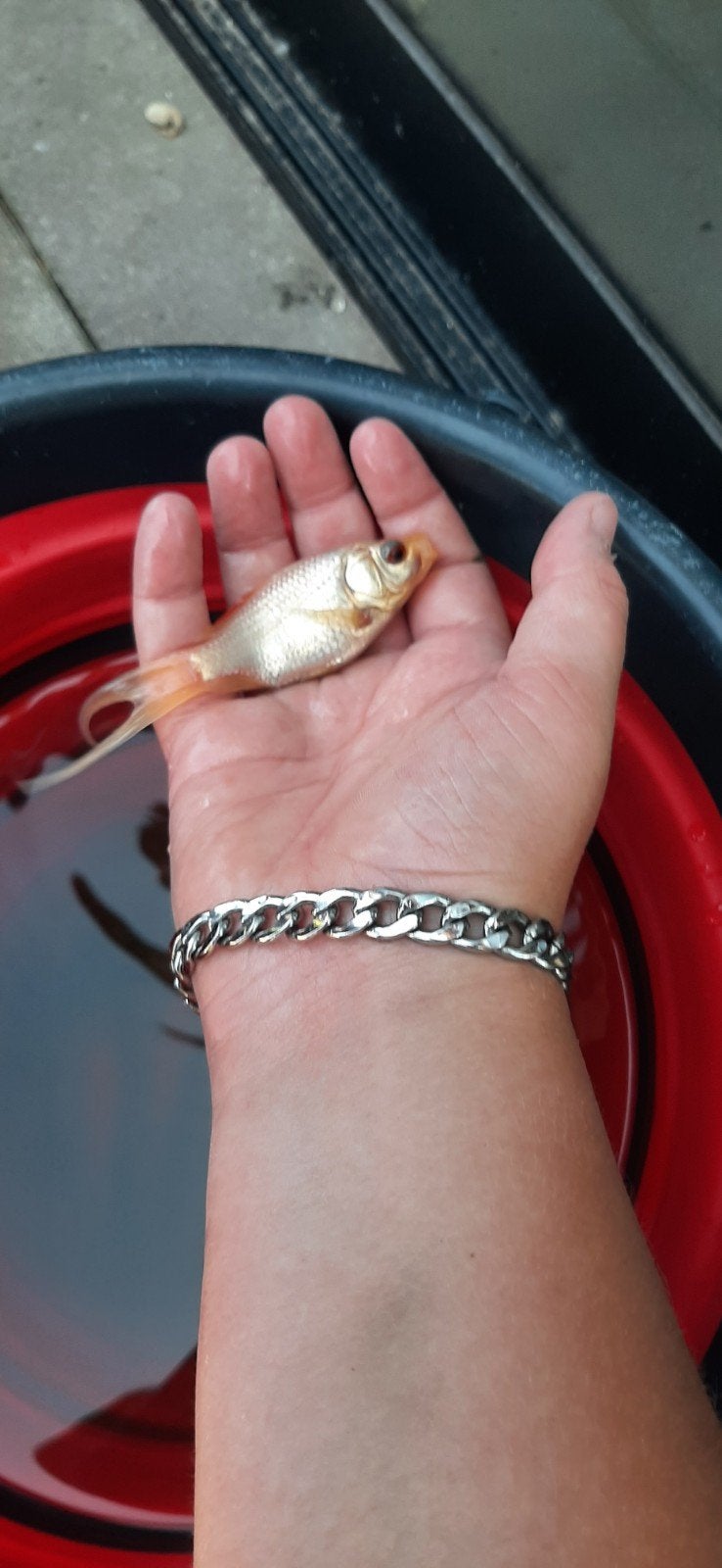 Mooie goudvissen, Dieren en Toebehoren, Vissen | Vijvervissen, Karper of Koi