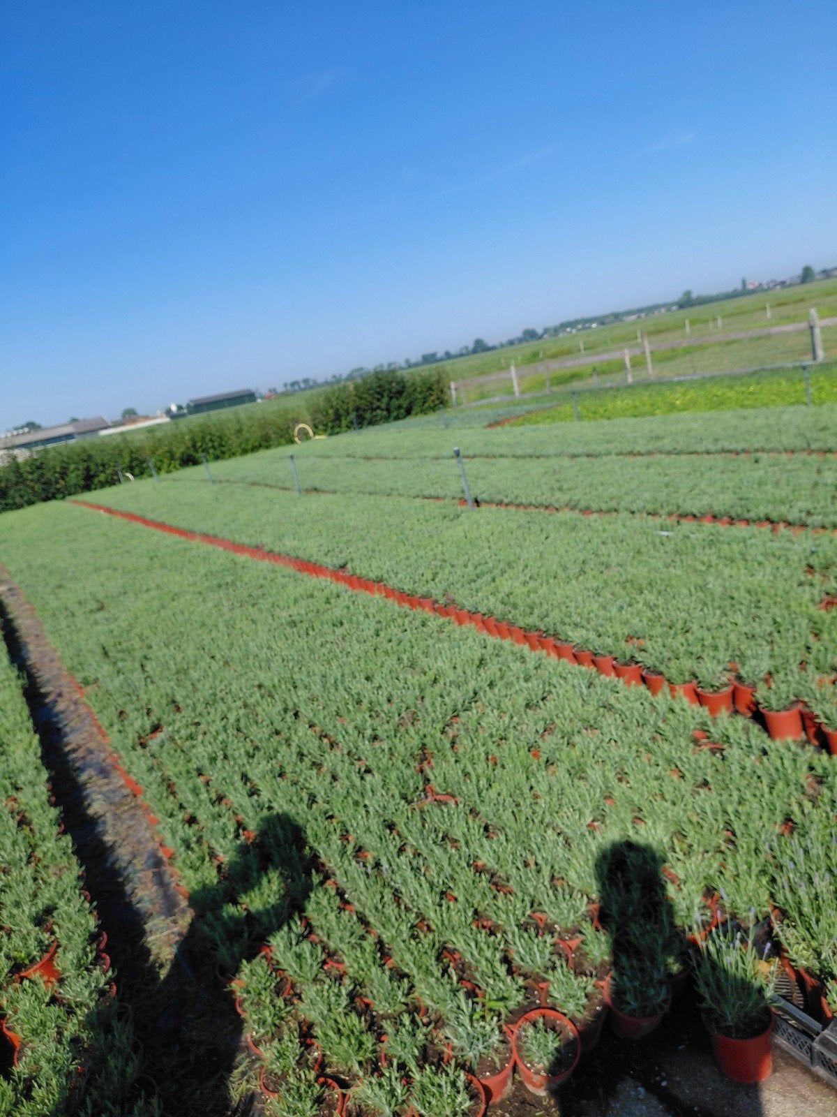 lavendula hidcote, Volle zon, Vaste plant, Zomer, Ophalen