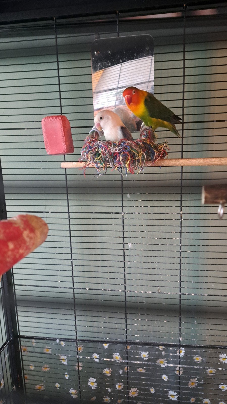 Agaponis 2 stuks +kooi, Ophalen, Gebruikt, Aluminium, Vogelkooi