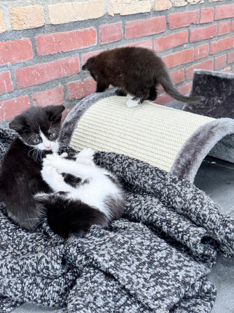 Kittens, Dieren en Toebehoren, Geslacht onbekend, Kortharig, 0 tot 2 jaar
