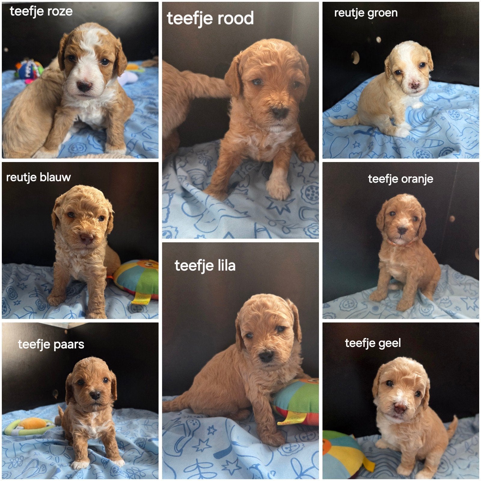 Huiselijk nestje kleine/medium labradoodle pups, Parvo, Overige rassen, 8 tot 15 weken, Meerdere