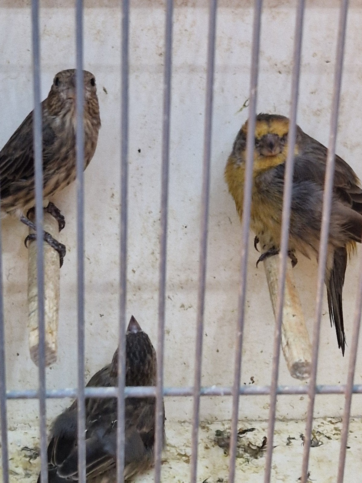 Mexicaanse roodmussen trio, Meerdere dieren