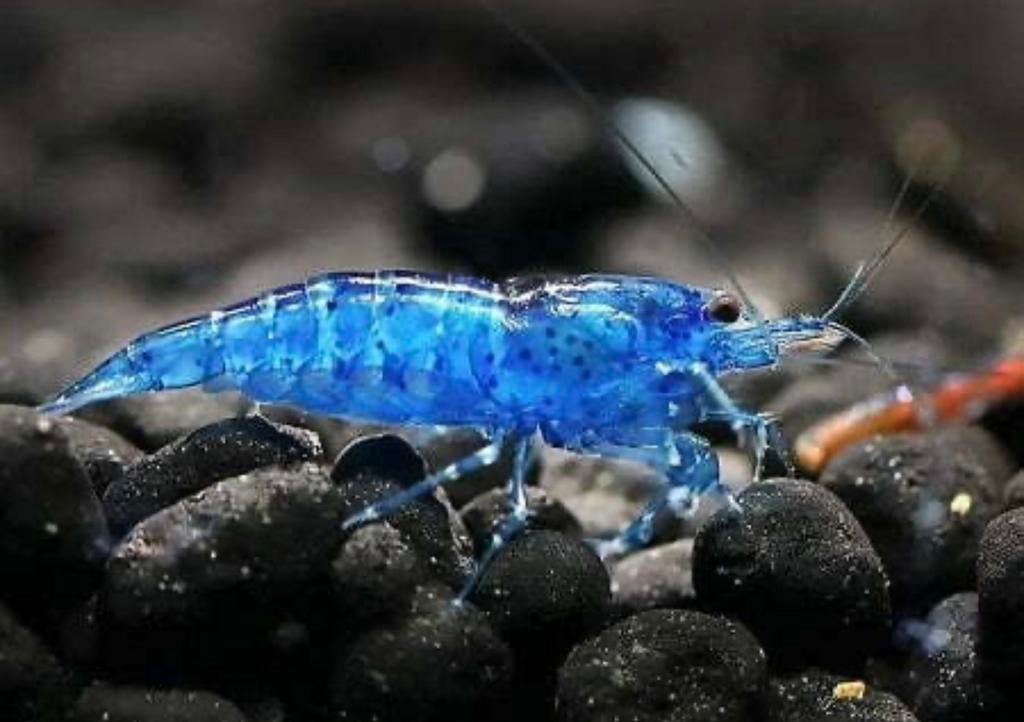 Blauwe garnalen te koop 1,50 per st. Zie beschrijving, Dieren en Toebehoren, Vissen | Aquariumvissen, Kreeft, Krab of Garnaal
