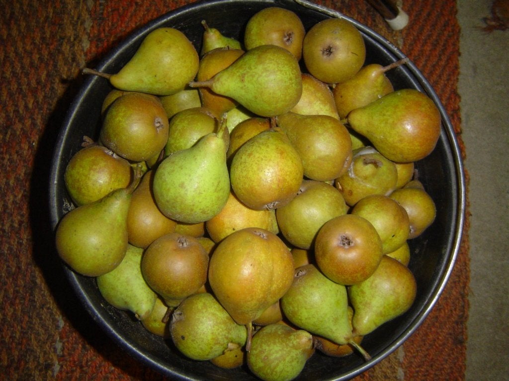 Gieser Wildeman stoofperen, Diversen, Ophalen