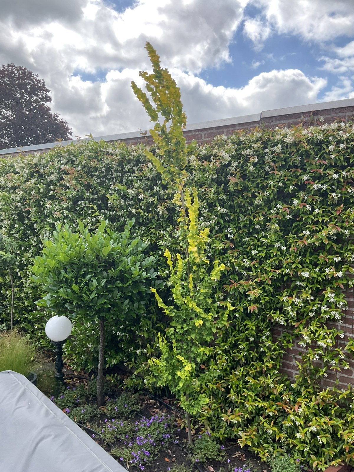 Goudiep zuilboom 3,00m, Tuin en Terras, Ophalen, Volle zon, Zuilboom, 250 tot 400 cm