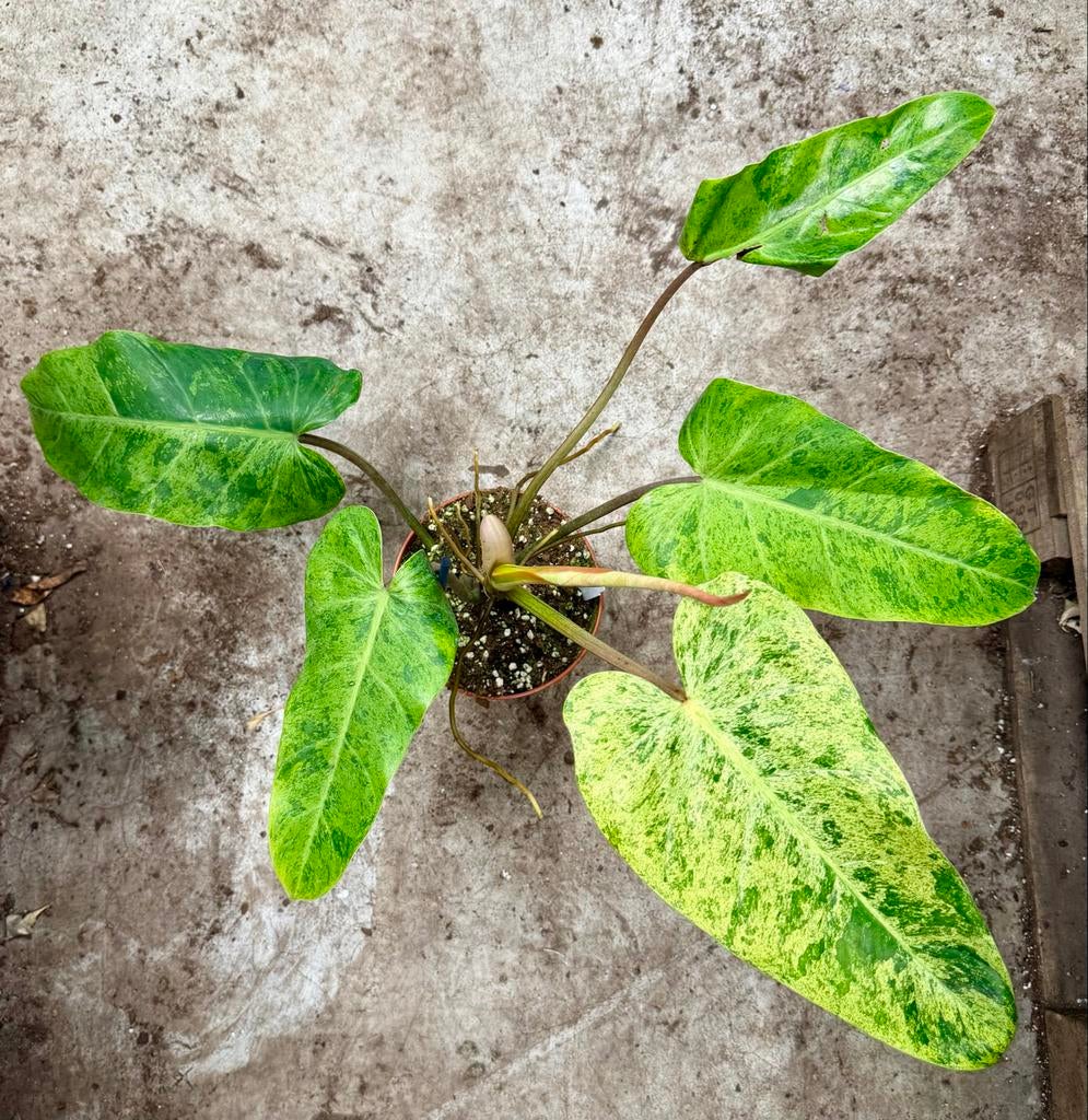 Philodendron Whipple Way Mint P15, Ophalen of Verzenden