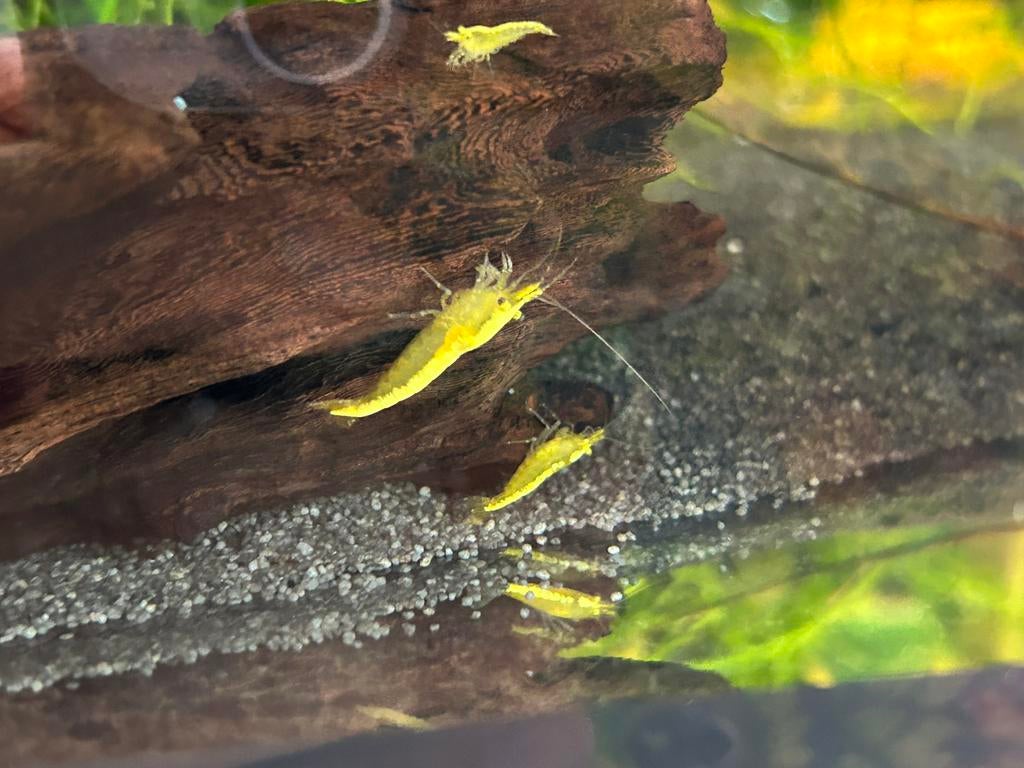 Yellow backstripe garnalen, Kreeft, Krab of Garnaal, Zoetwatervis, Schoolvis
