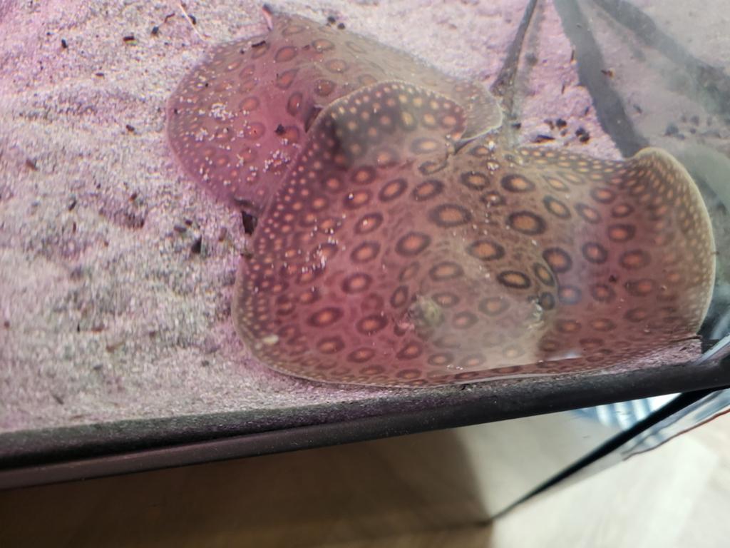 Hele mooie potamotrygon mini marble vrouw, Vis