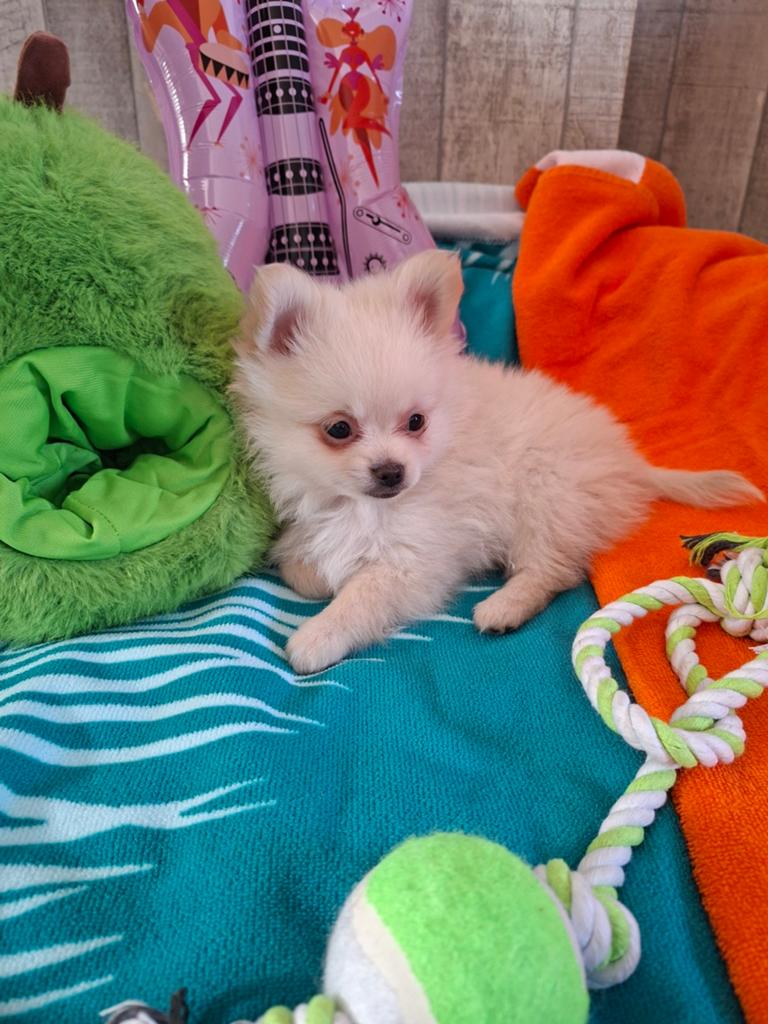 pomeriaan x chihuahua, Reu, 8 tot 15 weken, Meerdere, Nederland