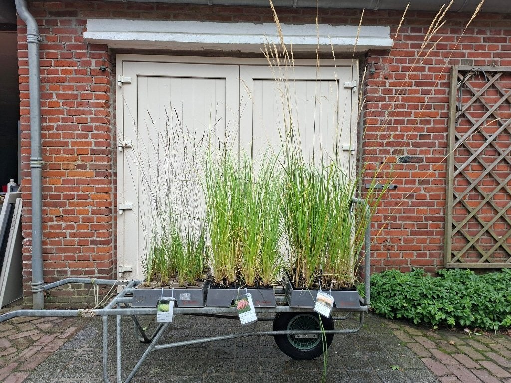 Mooie soorten siergrassen in pot!, Tuin en Terras, Ophalen, Siergrassen, Volle zon