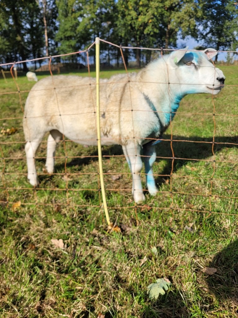 Stamboek Engelse texelaar Ram, Mannelijk, Schaap, 0 tot 2 jaar