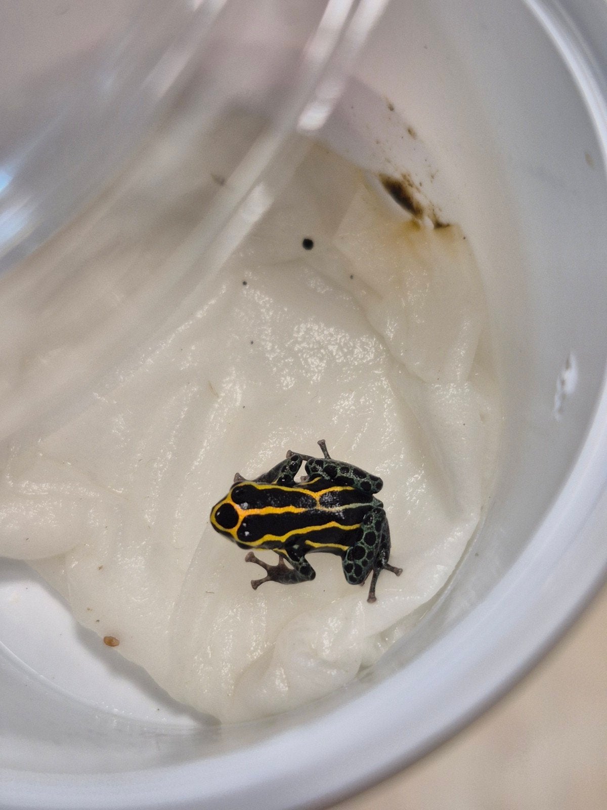 13x Ranitomeya variabilis french guiana, Overige soorten, 0 tot 2 jaar