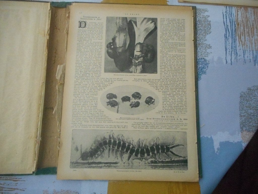 Artis. Reuzenduizendpoten en reuzensnuittorren. 1913., Ophalen of Verzenden, Voor 1920, Nederland, Knipsel(s)