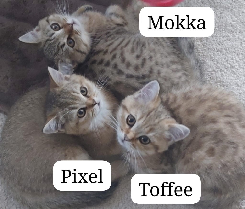 Britse Korthaar kittens, Dieren en Toebehoren, Meerdere dieren, Met stamboom, 0 tot 2 jaar