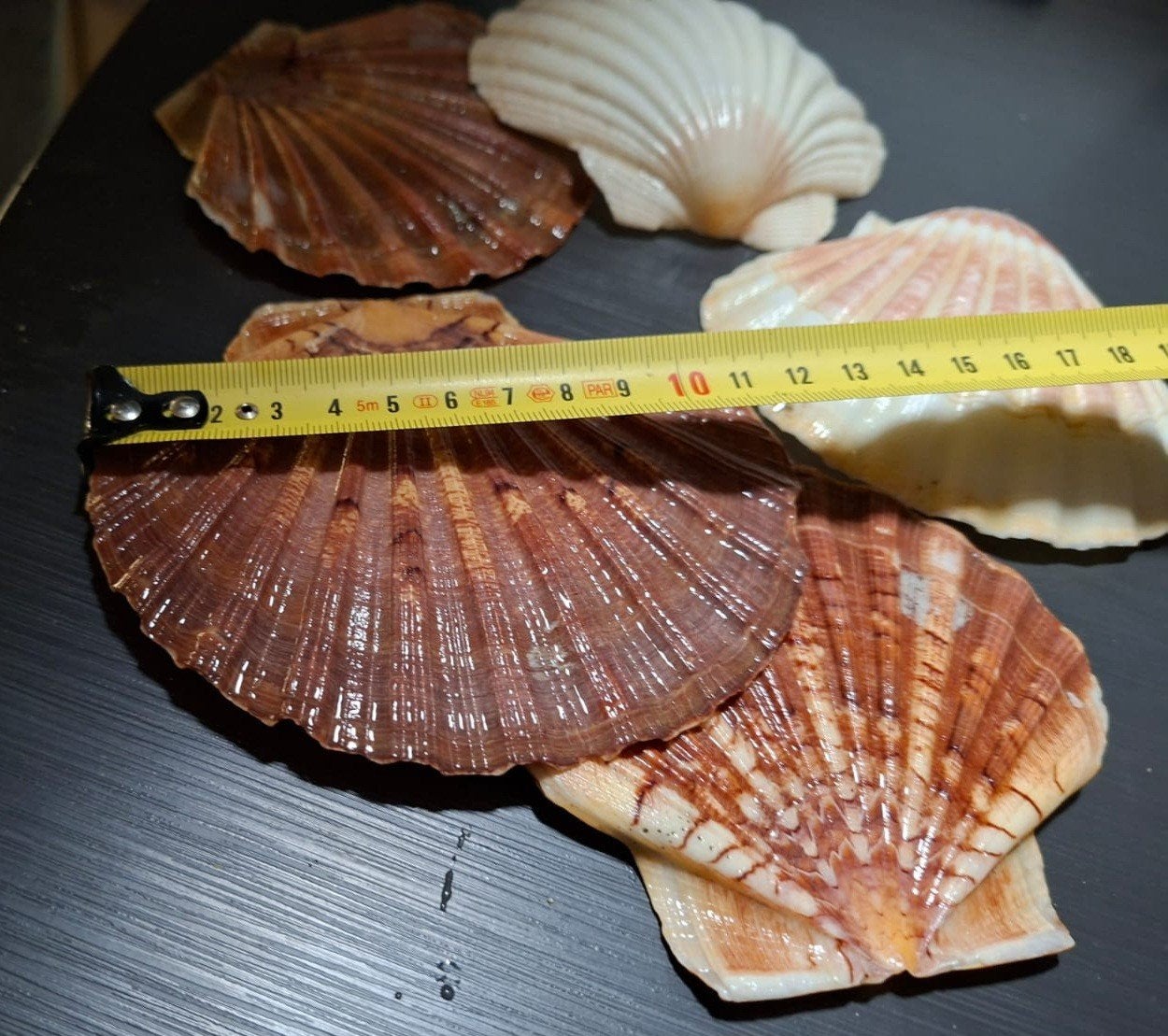 Mooie Sint Jacobsschelpen (bol en plat) 10-12 cm, Ophalen of Verzenden, Zo goed als nieuw