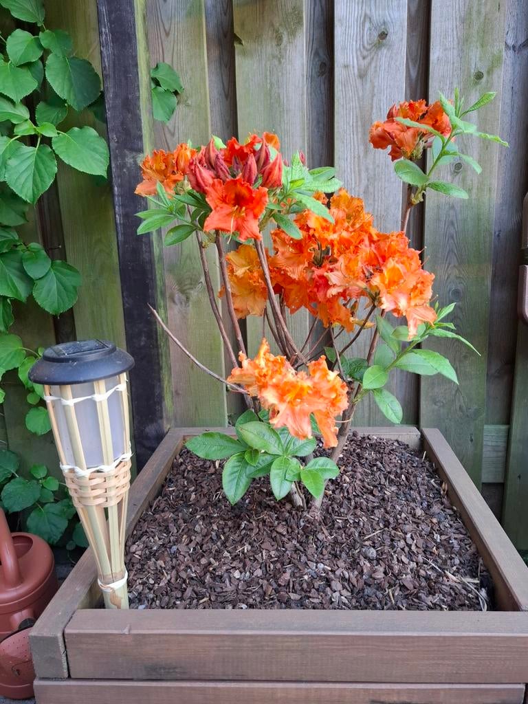 Oranje Rododendrons 2 stuks, Tuin en Terras, Planten | Tuinplanten, Vaste plant, Overige soorten, Volle zon, Ophalen