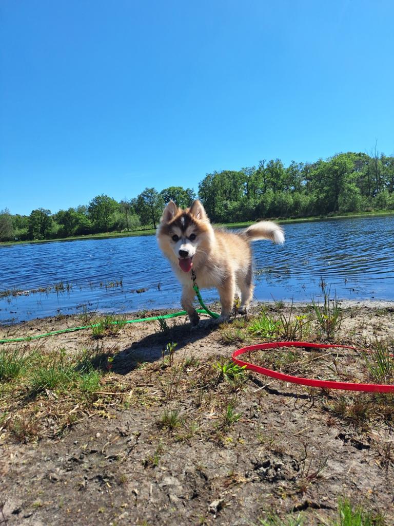 Pomsky reu  13 weken 3.3kg, Reu, 8 tot 15 weken, Meerdere, Klein