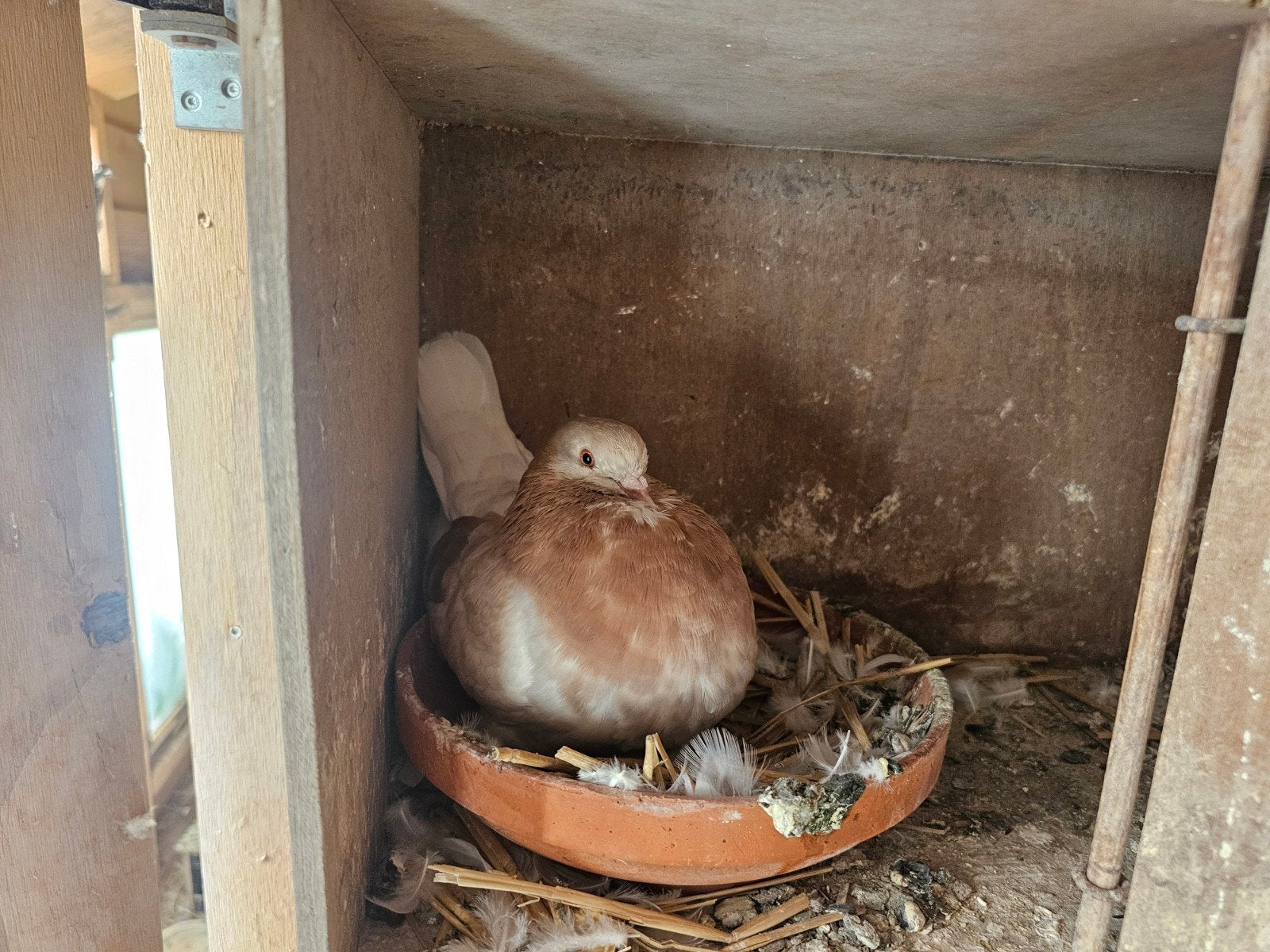 3 koppels Gelderse slenken, Meerdere dieren