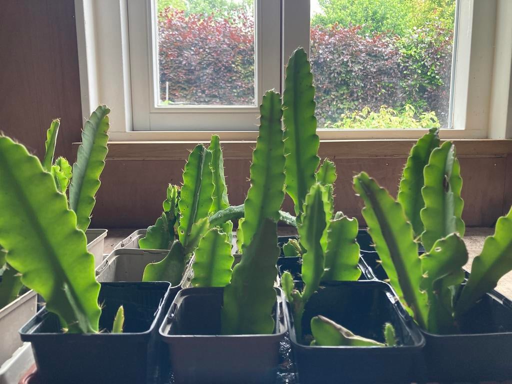 Disocactus phyllanthoides stekjes te koop, Huis en Inrichting, Kamerplanten, Ophalen of Verzenden