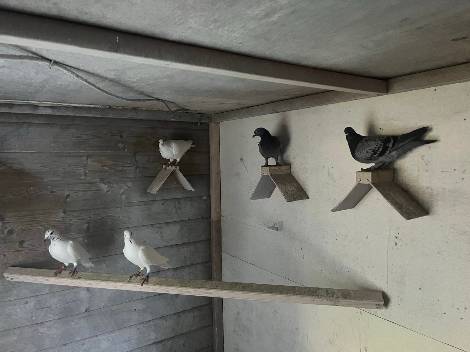 Witte en grijze postduiven, Meerdere dieren, Postduif