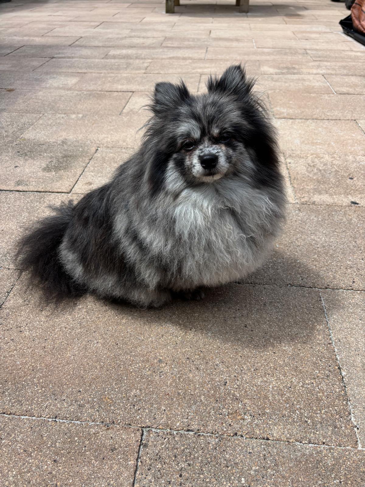 Pomeriaan reu Mowgli (1 jr) zoekt een liefdevol nieuw thuis, Dieren en Toebehoren, Honden | Poolhonden, Keeshonden en Oertypen