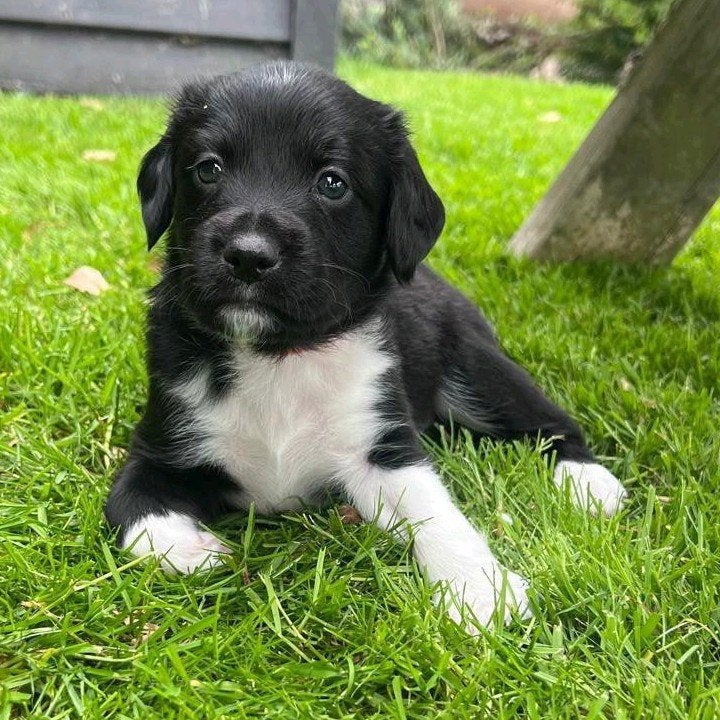 Friese Stabij pups, Overige rassen, 8 tot 15 weken, Meerdere, Meerdere dieren