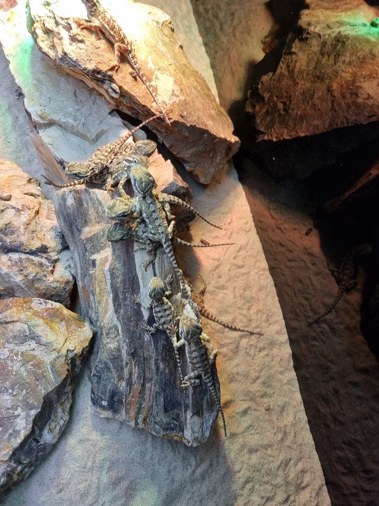 Pogona henrylawsoni - Dwergbaardagaam, Dieren en Toebehoren, Reptielen en Amfibieën, Hagedis, Tam, 0 tot 2 jaar
