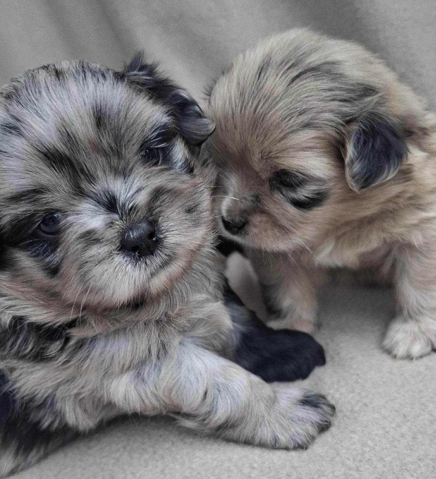 Prachtige unieke Shiranian (F1) pups (Shih Tzu x  pomeriaan), 8 tot 15 weken, Meerdere, Meerdere dieren, Klein