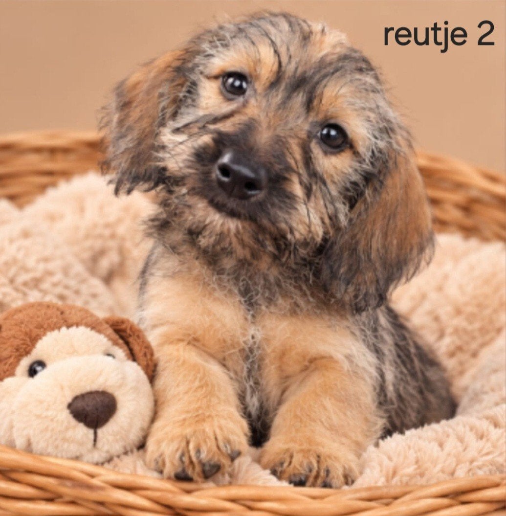super mooie ruwhaar kaninchen x dwerg teckel pups, 8 tot 15 weken, Dwerg, CDV (hondenziekte), Meerdere