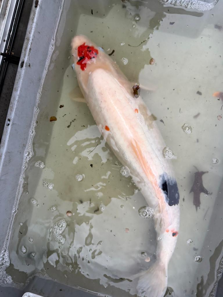 Japans koi, Karper of Koi
