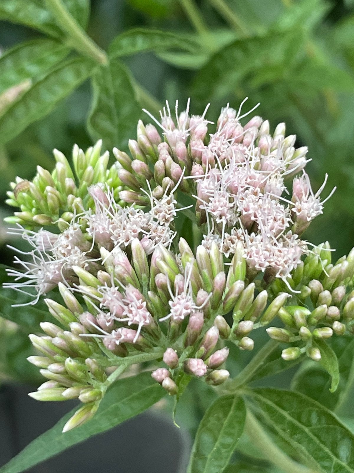 Koninginnekruid. Leverkruid. Bijenplant!!, Ophalen, Overige soorten, Volle zon