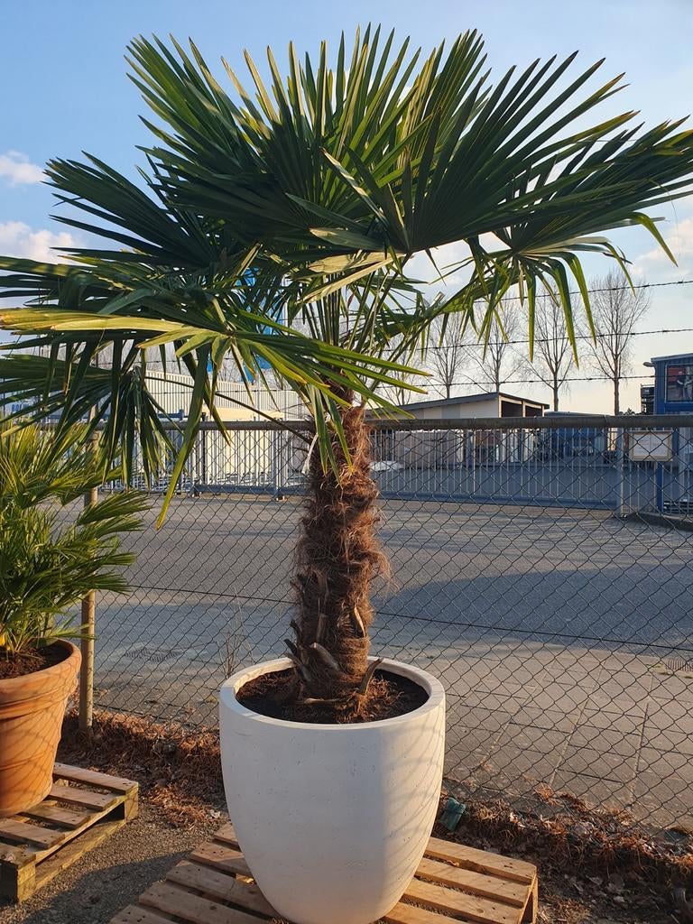 Palmboom in een deco pot, Tuin en Terras, Planten | Bomen, 100 tot 250 cm, Zomer, Palmboom, Ophalen