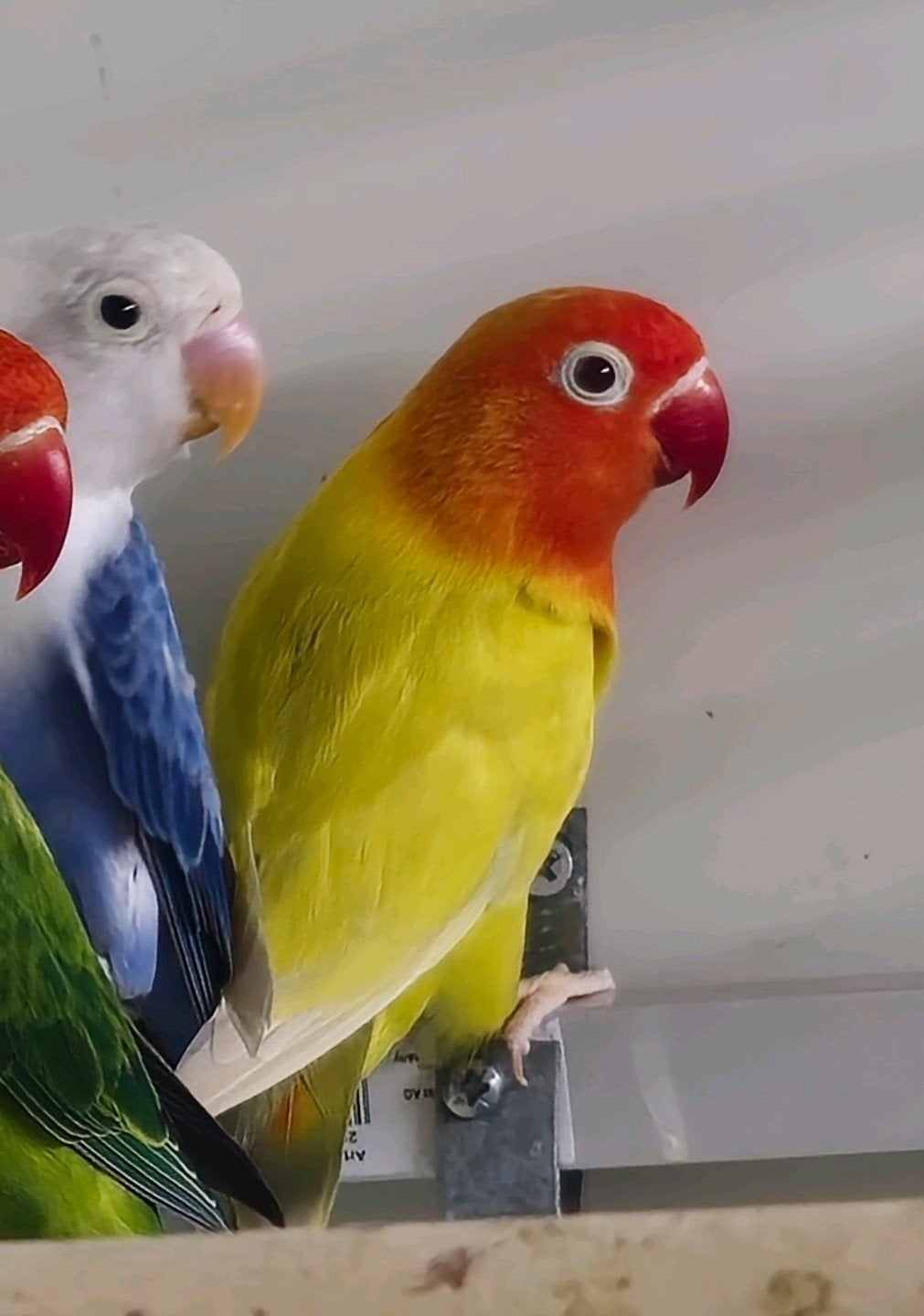 agapornis fischeri pale fallow