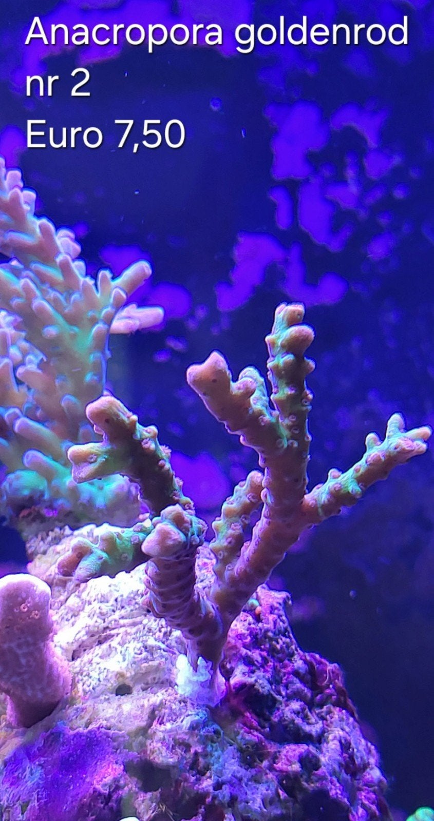 Anacropora goldenrod stekjes