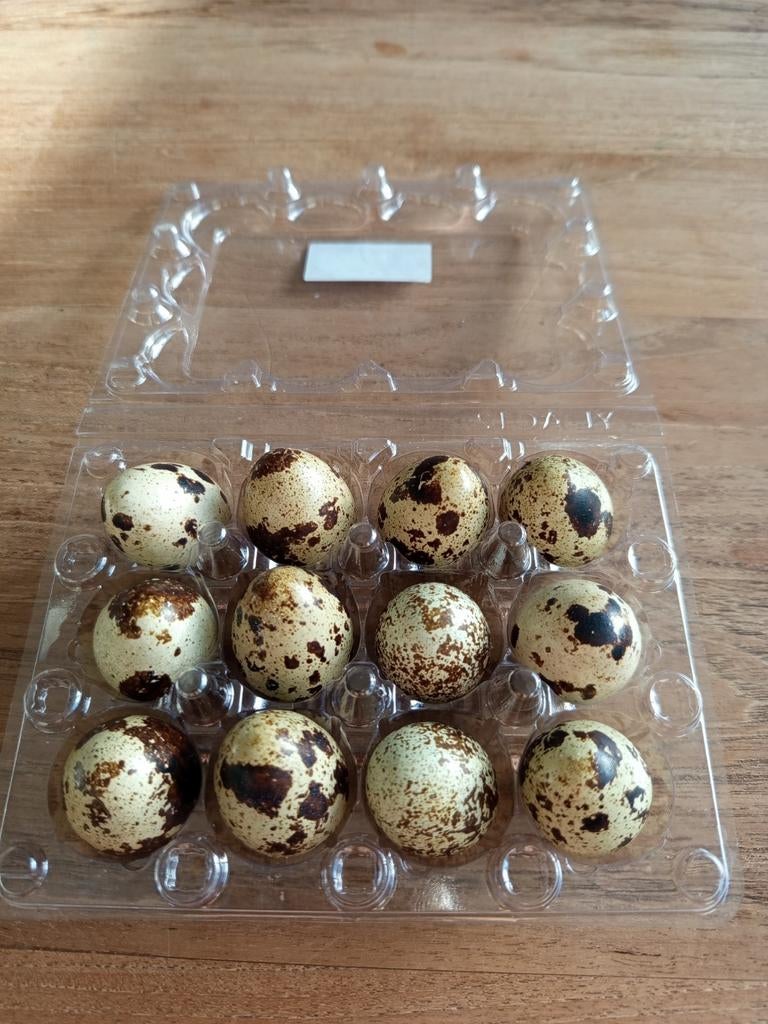 Verse kwarteleitjes, Dieren en Toebehoren, Pluimvee, Geslacht onbekend, Overige soorten