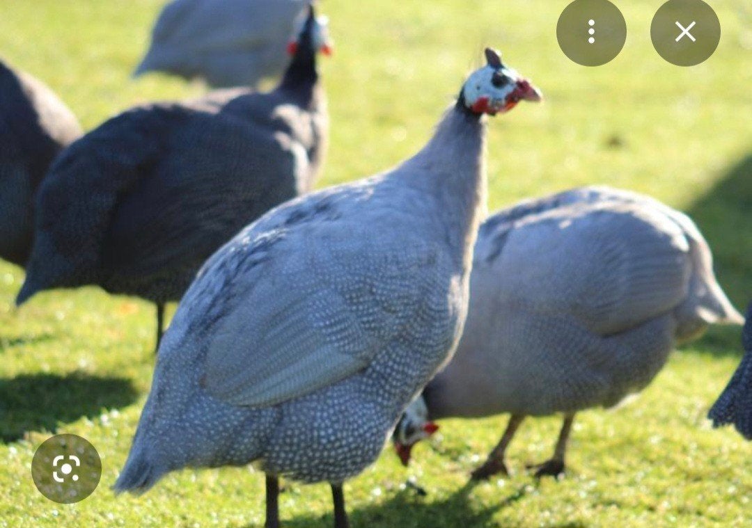 gezocht.  voor onze zorgboerderij, Dieren en Toebehoren, Pluimvee, Vrouwelijk