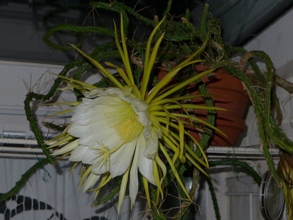 epiphyllum wit heel groot, Ophalen, Halfschaduw, Bloeiende kamerplant, 150 tot 200 cm