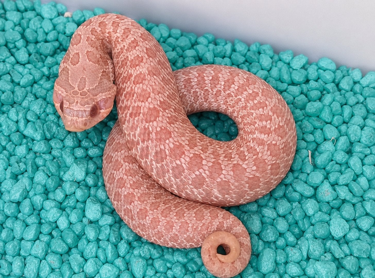 Heterodon Nasicus (Haakneuzen) Hognose Snake - male for sale from Shaquille (2200 België)