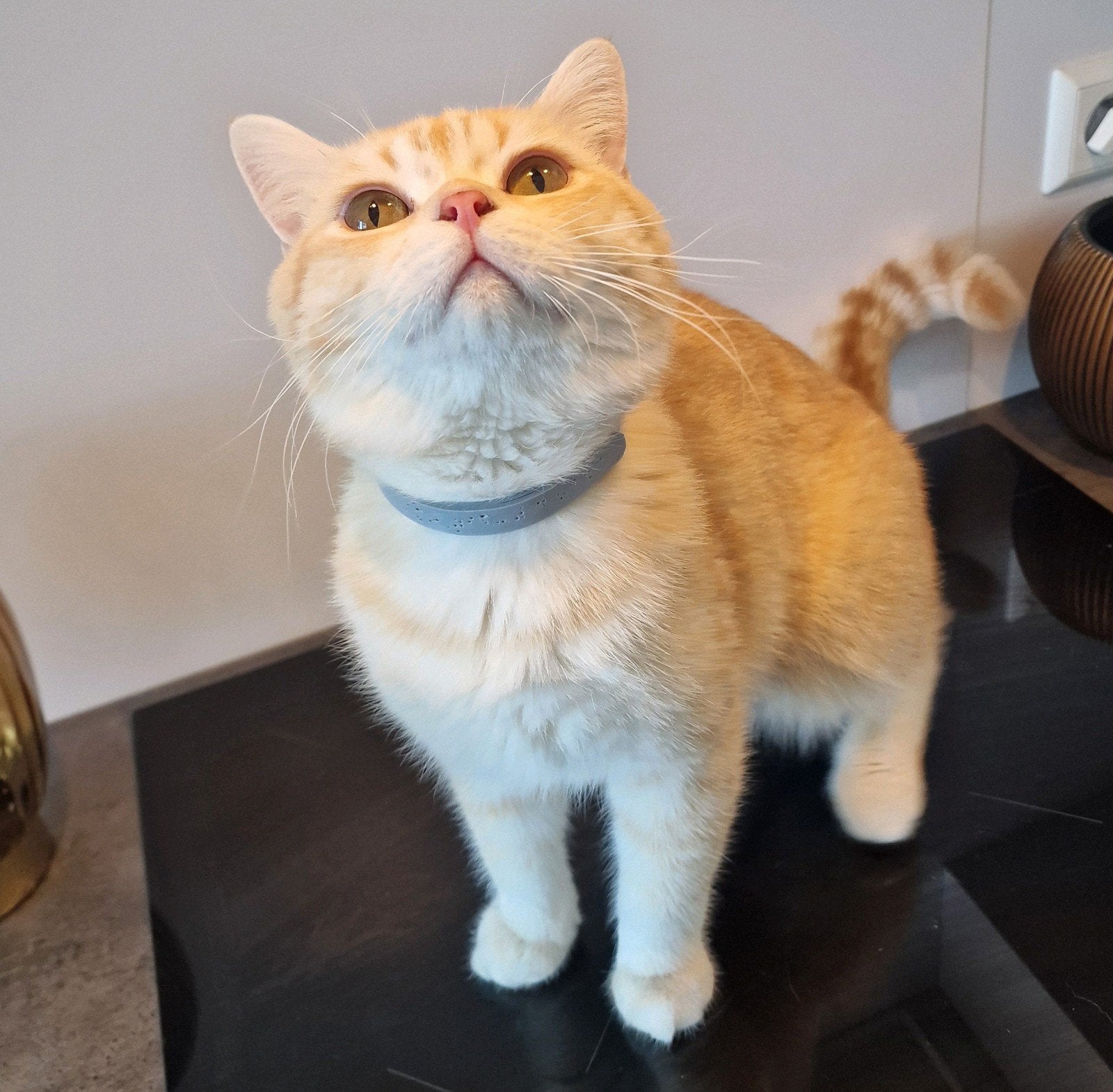 Britse Korthaar | Dekkater | 🐈 | Dekkingsgarantie, Dieren en Toebehoren, 0 tot 2 jaar