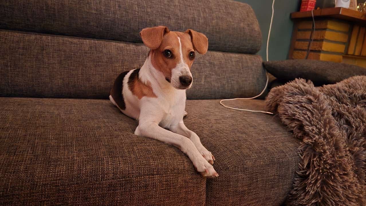 Boerenfox (10 maand), 15 weken tot 1 jaar, CDV (hondenziekte), Teef, Eén hond
