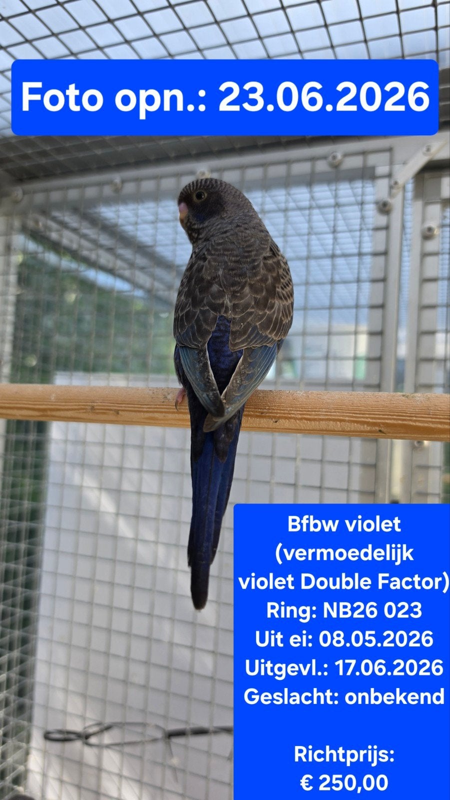 Blackface blackwing violet (verm. Double Factor violet) 2026, Dieren en Toebehoren, Vogels | Parkieten en Papegaaien, Geslacht onbekend