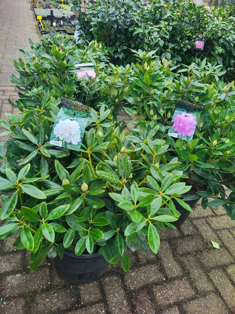 Xxl rhododendron s, Ophalen of Verzenden, Overige soorten, Volle zon
