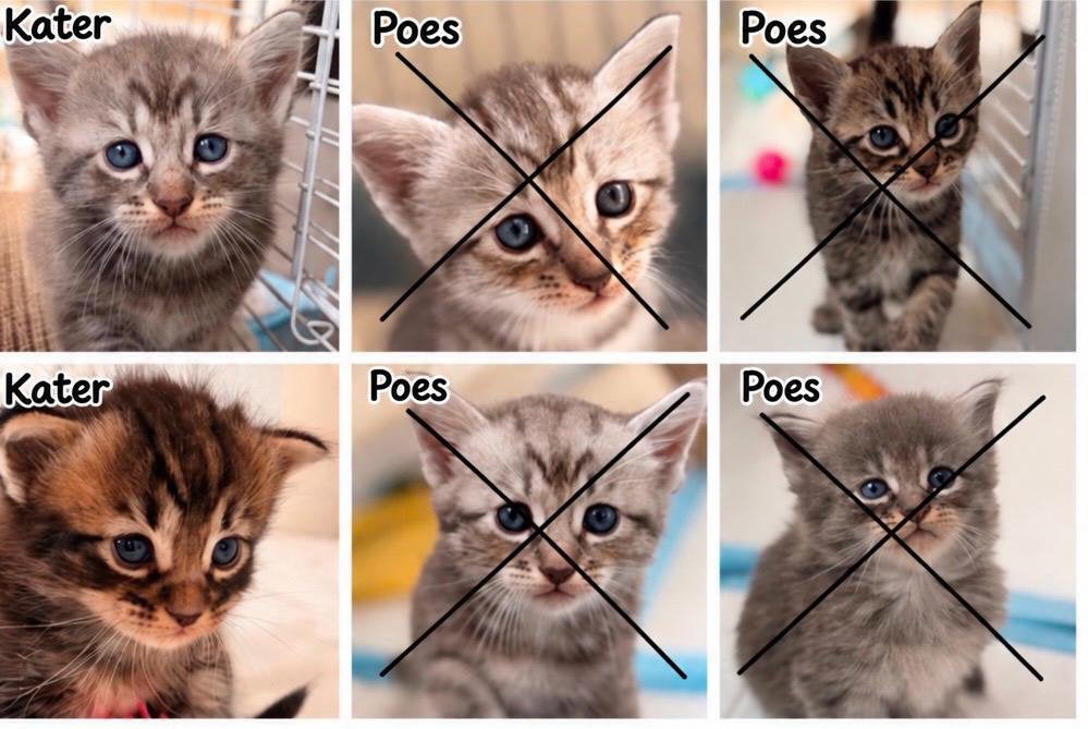Kittens (ras-ouders) blauwe rus x boskat, Dieren en Toebehoren, Poes, 0 tot 2 jaar