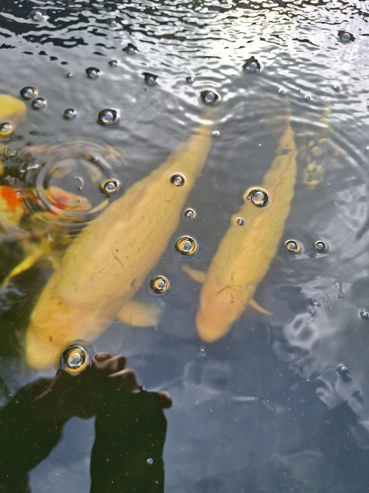koi 2 stuks rond de 50 cm wegens uitdunnen bestand, Karper of Koi