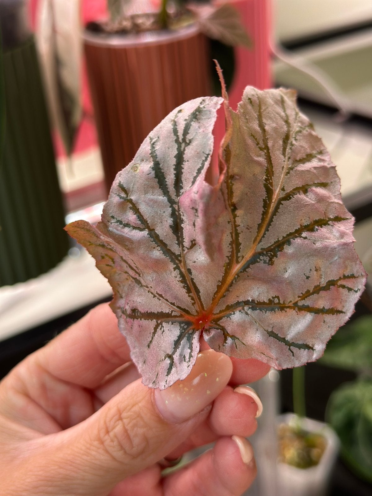 Begonia lamoon stekje, Ophalen of Verzenden, Halfschaduw, Minder dan 100 cm